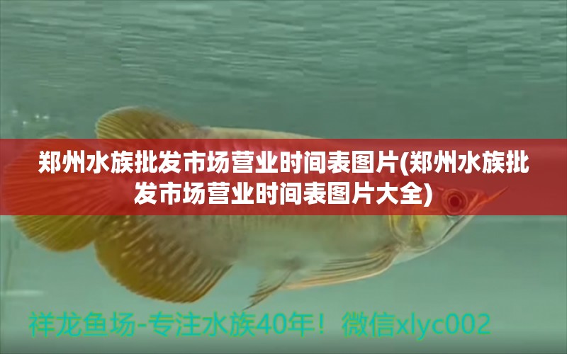 郑州水族批发市场营业时间表图片(郑州水族批发市场营业时间表图片大全) 观赏鱼水族批发市场