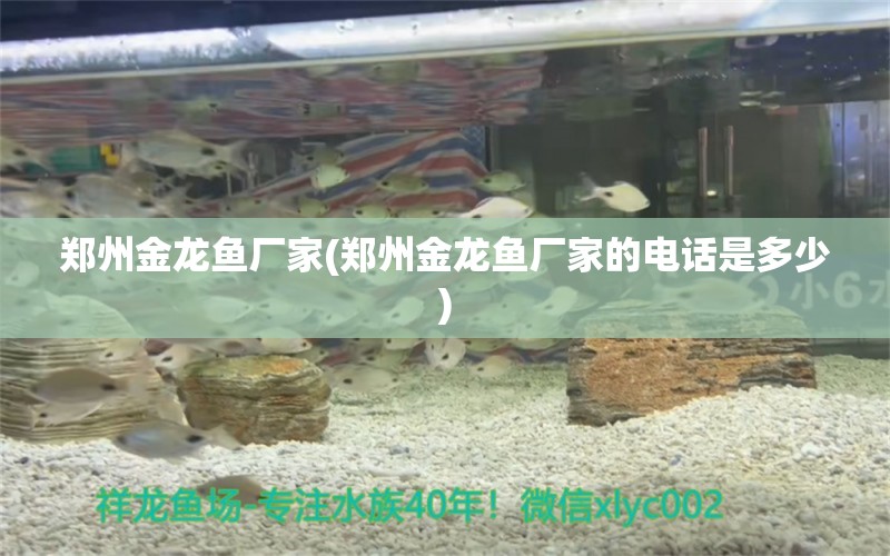 郑州金龙鱼厂家(郑州金龙鱼厂家的电话是多少) 熊猫异形鱼L46