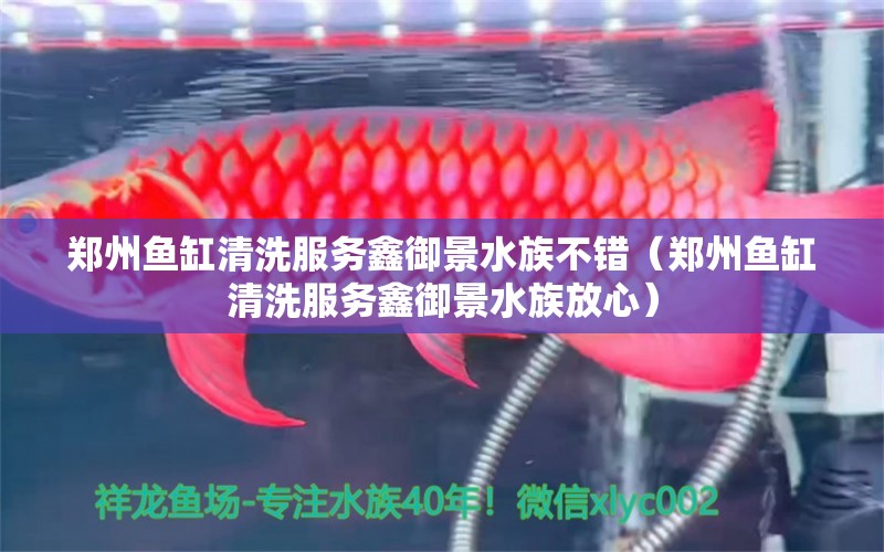 郑州鱼缸清洗服务鑫御景水族不错（郑州鱼缸清洗服务鑫御景水族放心）