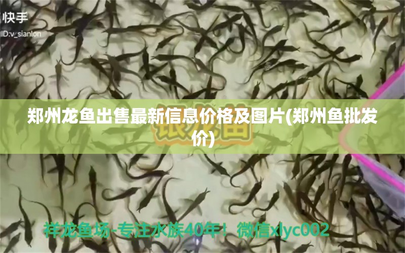 郑州龙鱼出售最新信息价格及图片(郑州鱼批发价) 水族维护服务（上门）
