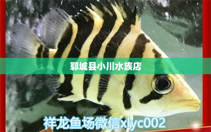 郓城县小川水族店