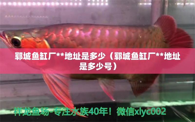 郓城鱼缸厂**地址是多少（郓城鱼缸厂**地址是多少号） 祥龙水族医院