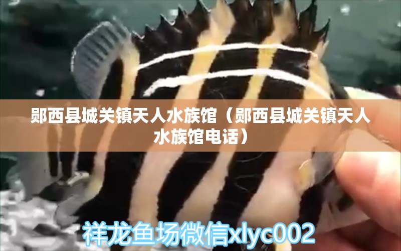 郧西县城关镇天人水族馆（郧西县城关镇天人水族馆电话） 全国水族馆企业名录