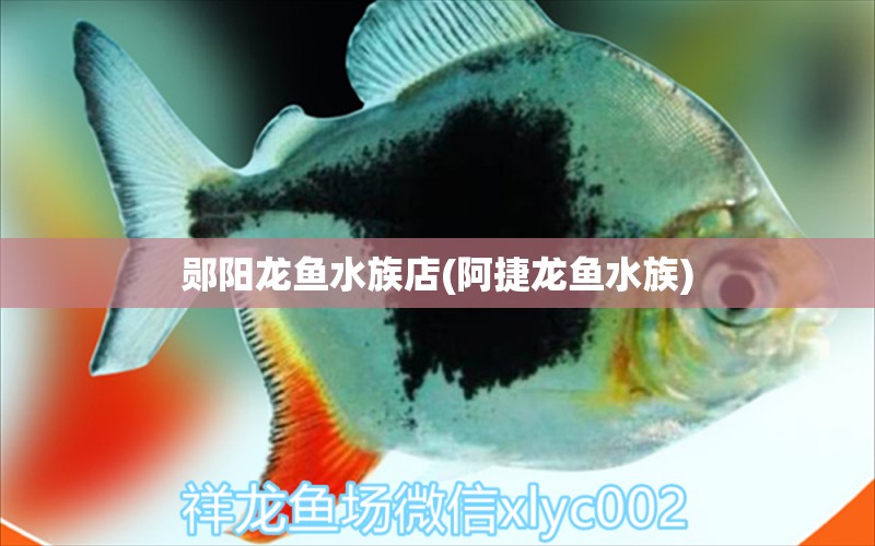 郧阳龙鱼水族店(阿捷龙鱼水族)