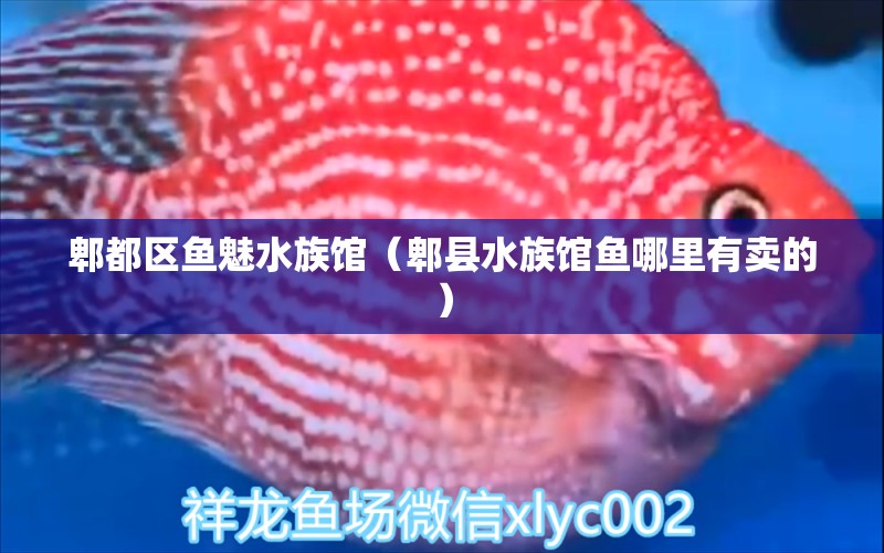 郫都区鱼魅水族馆（郫县水族馆鱼哪里有卖的） 全国水族馆企业名录