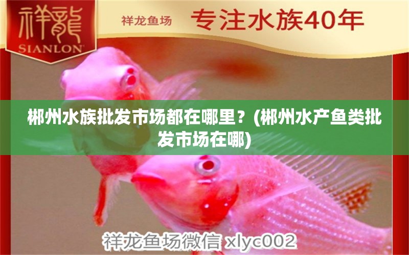 郴州水族批发市场都在哪里？(郴州水产鱼类批发市场在哪) 观赏鱼水族批发市场 第2张