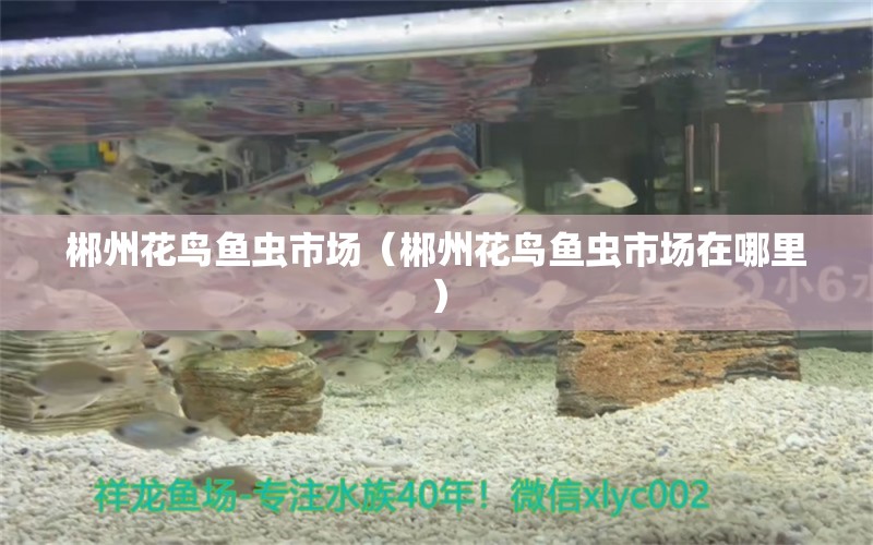 郴州花鸟鱼虫市场（郴州花鸟鱼虫市场在哪里） 观赏鱼水族批发市场