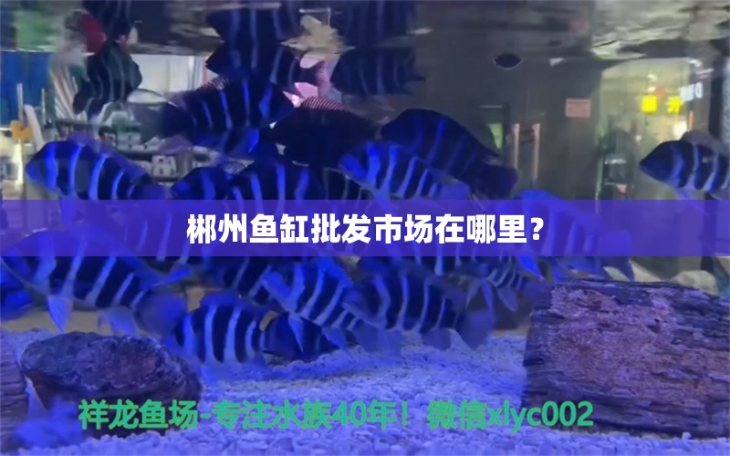 郴州鱼缸批发市场在哪里？