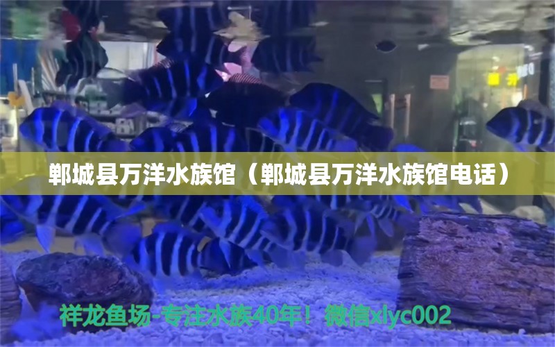 郸城县万洋水族馆（郸城县万洋水族馆电话）