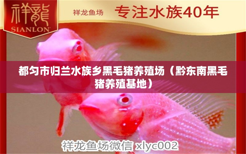 都匀市归兰水族乡黑毛猪养殖场（黔东南黑毛猪养殖基地） 全国水族馆企业名录