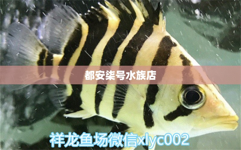 都安柒号水族店