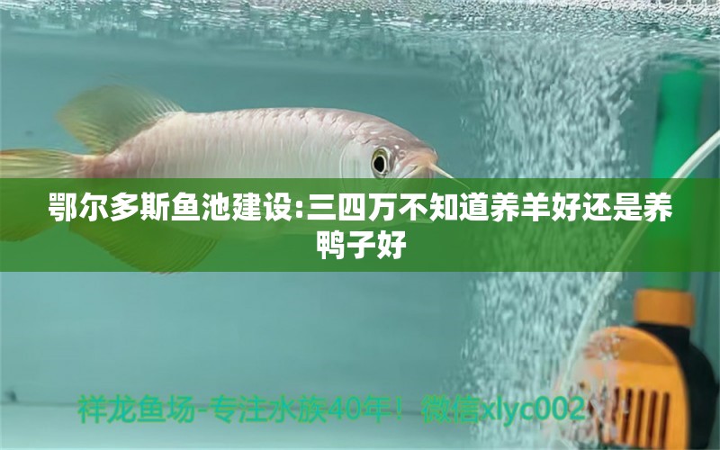 鄂尔多斯鱼池建设:三四万不知道养羊好还是养鸭子好