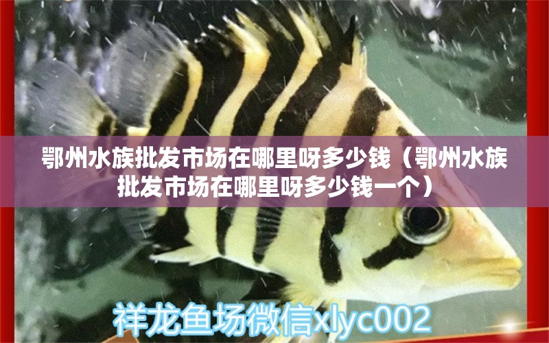 鄂州水族批发市场在哪里呀多少钱（鄂州水族批发市场在哪里呀多少钱一个） 观赏鱼水族批发市场