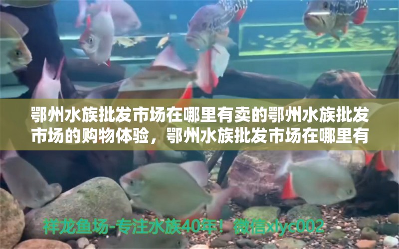 鄂州水族批发市场在哪里有卖的鄂州水族批发市场的购物体验，鄂州水族批发市场在哪里有卖的 观赏鱼水族批发市场 第1张