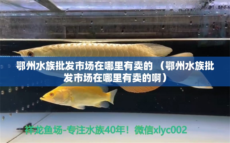 鄂州水族批发市场在哪里有卖的 （鄂州水族批发市场在哪里有卖的啊）