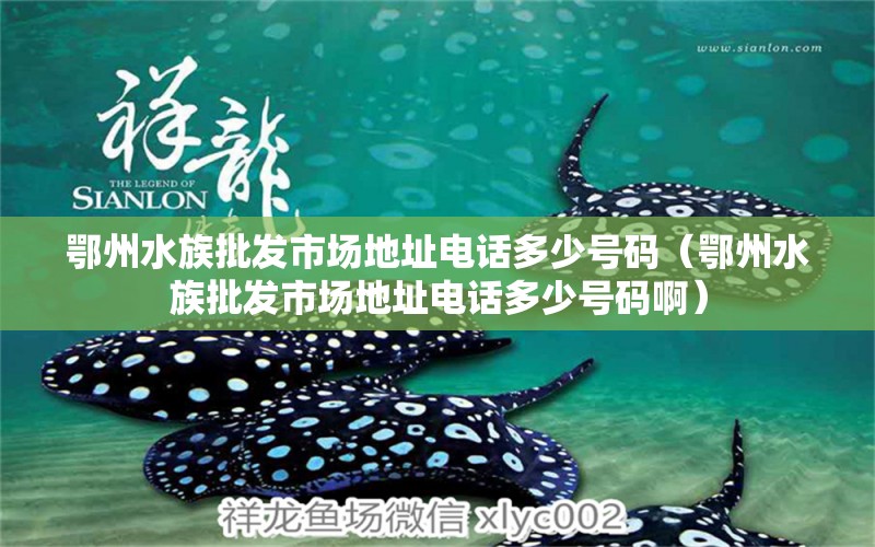 鄂州水族批发市场地址电话多少号码（鄂州水族批发市场地址电话多少号码啊）