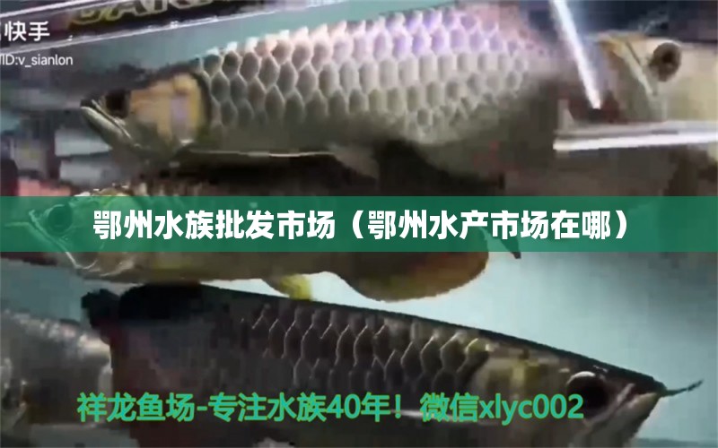 鄂州水族批发市场（鄂州水产市场在哪）