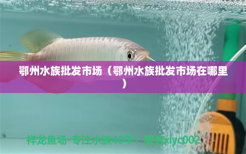 鄂州水族批发市场（鄂州水族批发市场在哪里） 观赏鱼水族批发市场