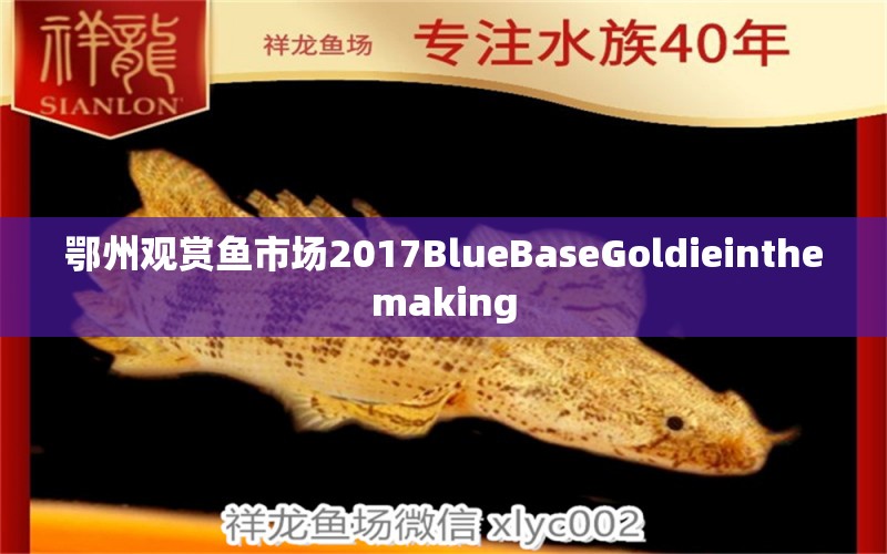 鄂州观赏鱼市场2017BlueBaseGoldieinthemaking