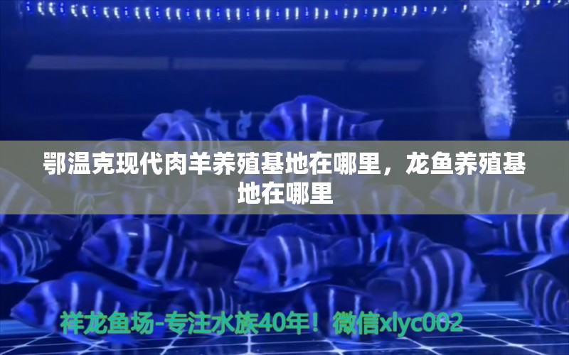 鄂温克现代肉羊养殖基地在哪里，龙鱼养殖基地在哪里 养鱼知识