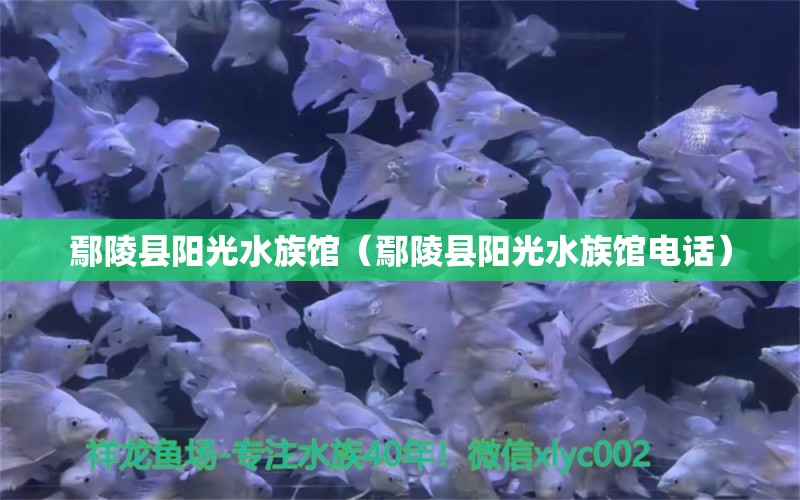 鄢陵县阳光水族馆（鄢陵县阳光水族馆电话） 全国水族馆企业名录