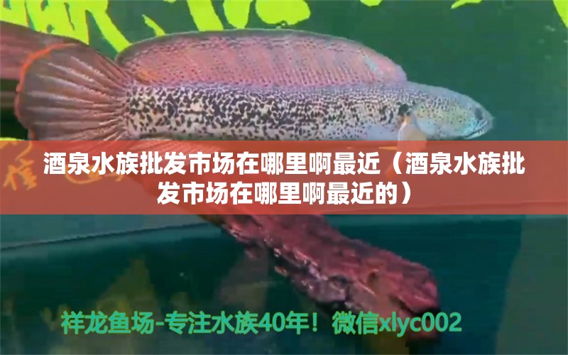 酒泉水族批发市场在哪里啊最近（酒泉水族批发市场在哪里啊最近的）