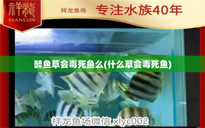 醉鱼草会毒死鱼么(什么草会毒死鱼) 其它水族用具设备