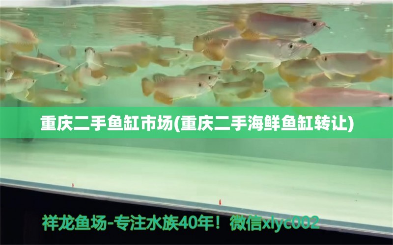 重庆二手鱼缸市场(重庆二手海鲜鱼缸转让) 水族用品