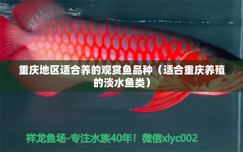 重庆地区适合养的观赏鱼品种（适合重庆养殖的淡水鱼类）