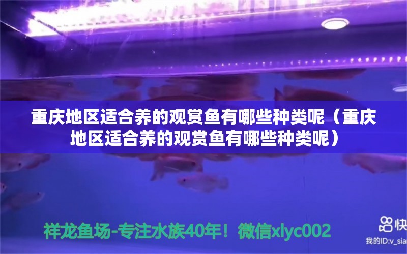 重庆地区适合养的观赏鱼有哪些种类呢（重庆地区适合养的观赏鱼有哪些种类呢） 白化火箭