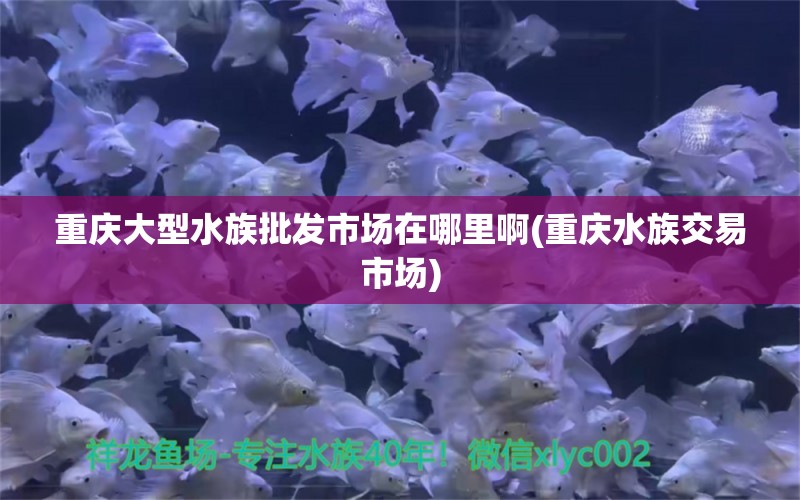 重庆大型水族批发市场在哪里啊(重庆水族交易市场)