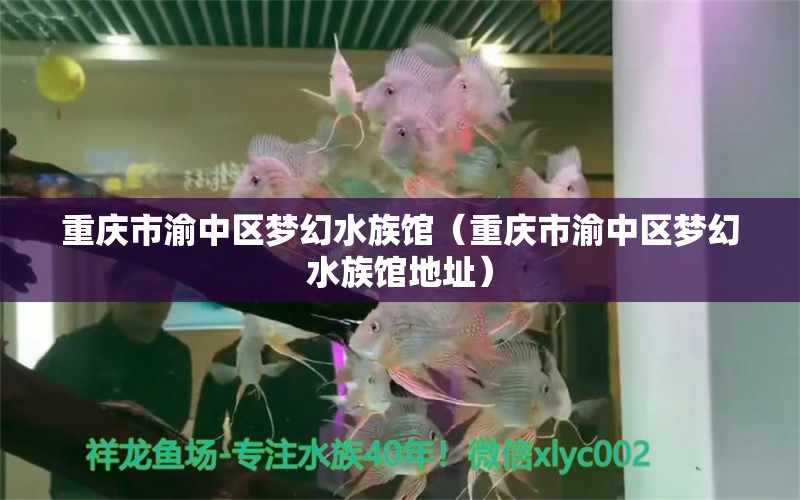 重庆市渝中区梦幻水族馆（重庆市渝中区梦幻水族馆地址）