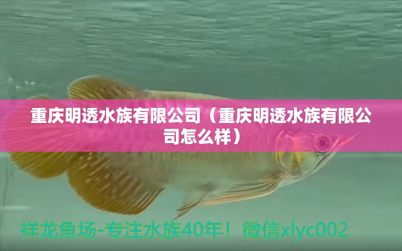 重庆明透水族有限公司（重庆明透水族有限公司怎么样） 全国水族馆企业名录