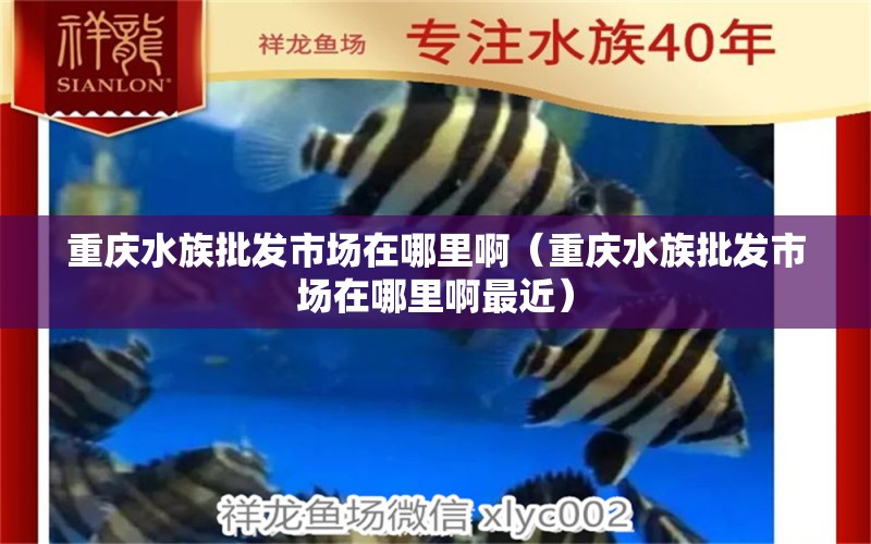 重庆水族批发市场在哪里啊（重庆水族批发市场在哪里啊最近） 观赏鱼水族批发市场