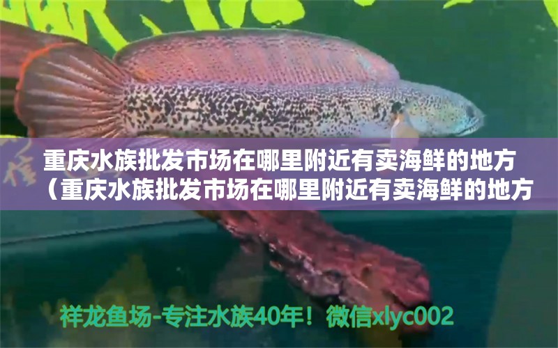 重庆水族批发市场在哪里附近有卖海鲜的地方（重庆水族批发市场在哪里附近有卖海鲜的地方啊） 观赏鱼水族批发市场