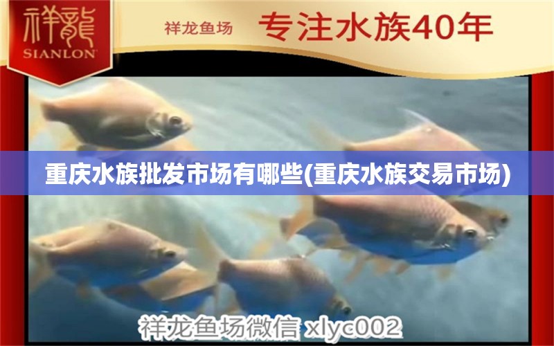 重庆水族批发市场有哪些(重庆水族交易市场) 观赏鱼水族批发市场