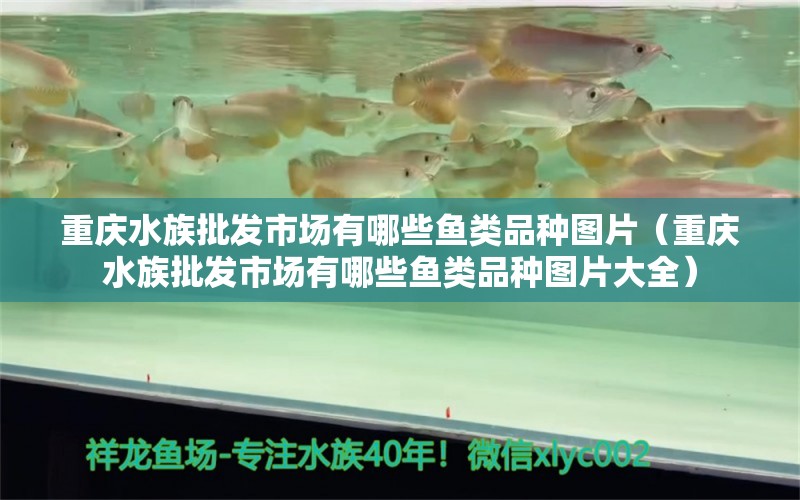 重庆水族批发市场有哪些鱼类品种图片（重庆水族批发市场有哪些鱼类品种图片大全） 观赏鱼水族批发市场