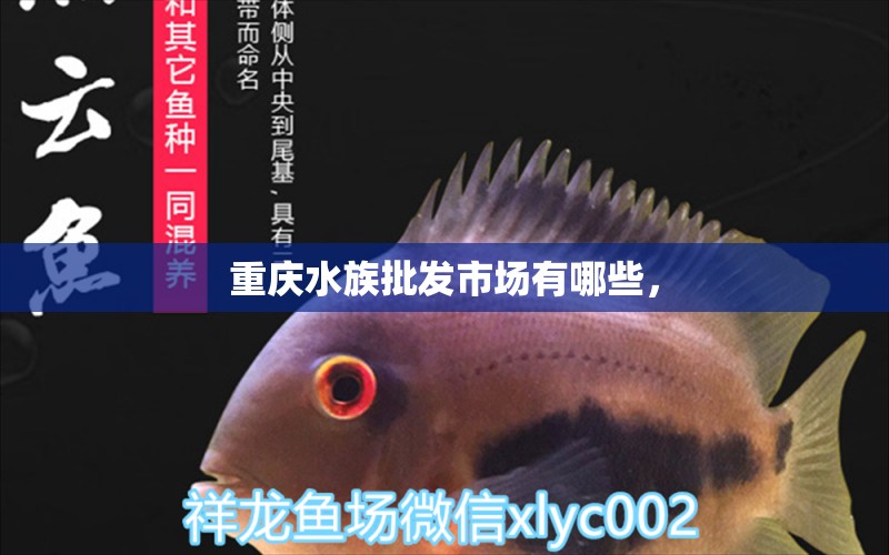 重庆水族批发市场有哪些， 观赏鱼水族批发市场