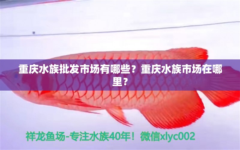 重庆水族批发市场有哪些？重庆水族市场在哪里？