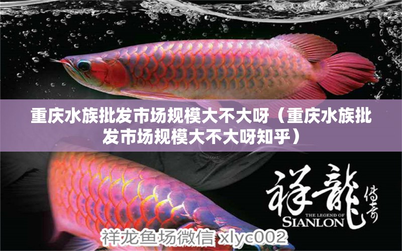 重庆水族批发市场规模大不大呀（重庆水族批发市场规模大不大呀知乎） 观赏鱼水族批发市场