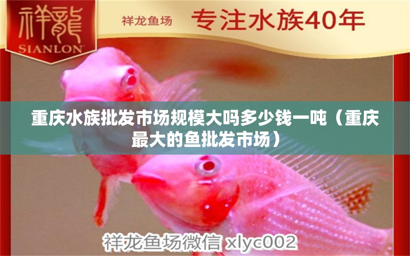 重庆水族批发市场规模大吗多少钱一吨（重庆最大的鱼批发市场） 观赏鱼水族批发市场