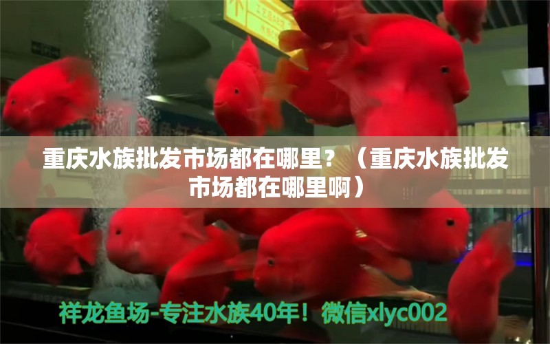 重庆水族批发市场都在哪里？（重庆水族批发市场都在哪里啊） 观赏鱼水族批发市场