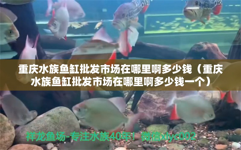 重庆水族鱼缸批发市场在哪里啊多少钱（重庆水族鱼缸批发市场在哪里啊多少钱一个） 观赏鱼市场（混养鱼）