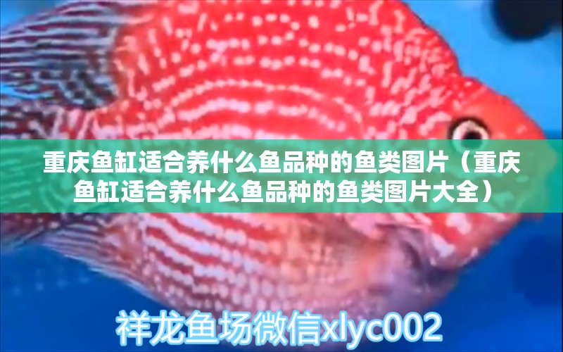 重庆鱼缸适合养什么鱼品种的鱼类图片（重庆鱼缸适合养什么鱼品种的鱼类图片大全） 祥龙水族医院