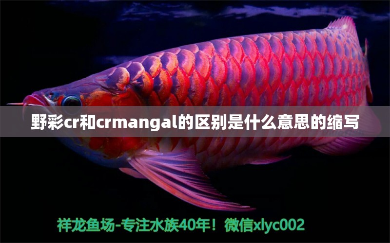 野彩cr和crmangal的区别是什么意思的缩写 苏虎苗（苏门答腊虎鱼苗） 第1张