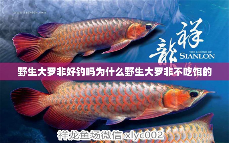 野生大罗非好钓吗为什么野生大罗非不吃饵的 观赏鱼水族批发市场 第2张