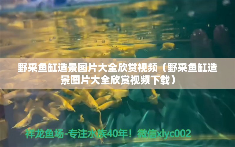 野采鱼缸造景图片大全欣赏视频（野采鱼缸造景图片大全欣赏视频下载）