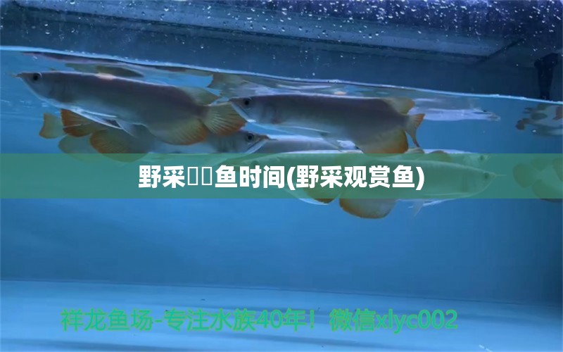 野采鳑鲏鱼时间(野采观赏鱼) 水族维护服务（上门）