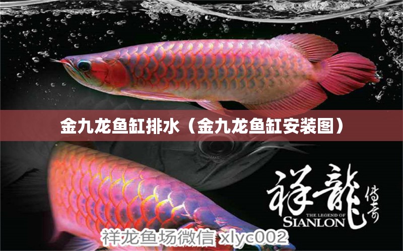 金九龙鱼缸排水（金九龙鱼缸安装图） 祥龙水族医院