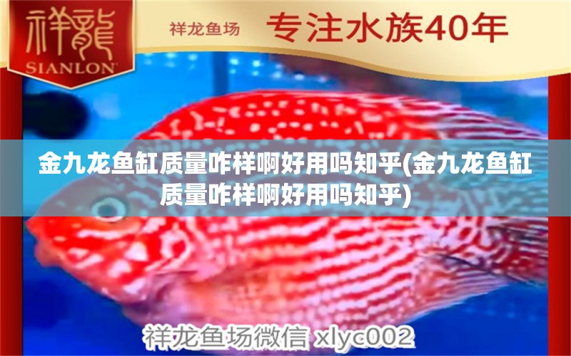 金九龙鱼缸质量咋样啊好用吗知乎(金九龙鱼缸质量咋样啊好用吗知乎) 三间鼠鱼苗 第1张